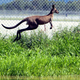 Illustration for article titled Hungry kangaroos overtake Australian capital